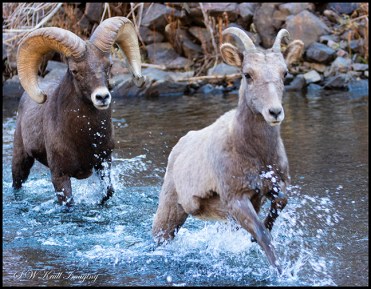 Bighorn Sheep in Waterton Canyon by the South Platte River