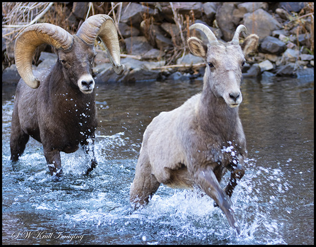 Bighorn Sheep in Waterton Canyon by the South Platte River