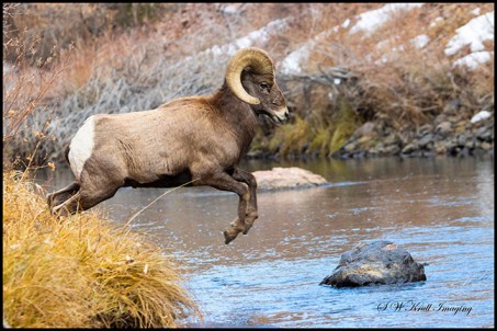 Bighorn Sheep in Waterton Canyon by the South Platte River