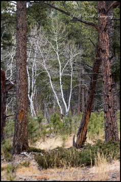 Barren aspen trees in the cold light of a winter morning