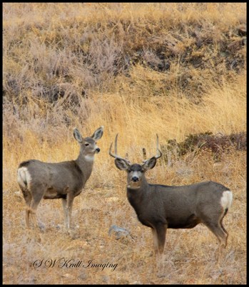 Herd of Mule Deer in the Rocky Mountain Winter