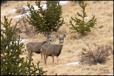 Herd of Mule Deer in the Rocky Mountain Winter