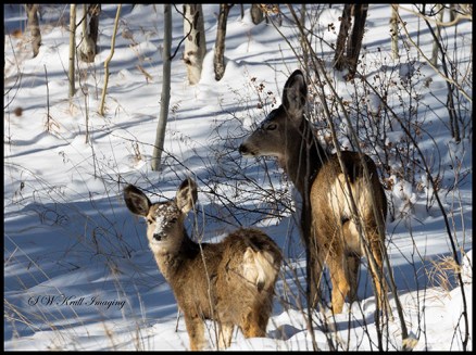 Fiisky Herd of Mule Deer in the Snow