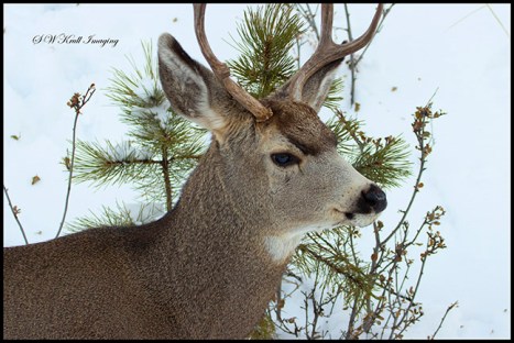Young mule deer buck in the snow