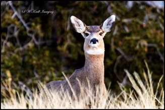 Herd of Mule Deer in the Colorado Wintertime