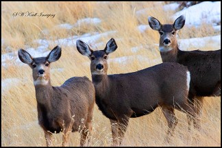 Herd of Mule Deer in the Colorado Wintertime