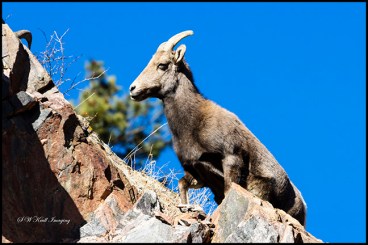 Bighorn Sheep in Waterton Canyon by the South Platte River