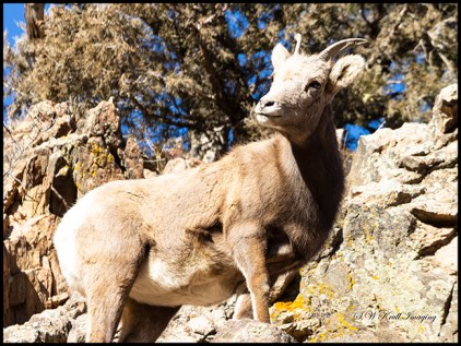 Bighorn Sheep in Waterton Canyon by the South Platte River