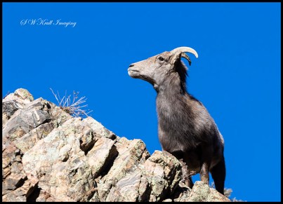 Bighorn Sheep in Waterton Canyon by the South Platte River