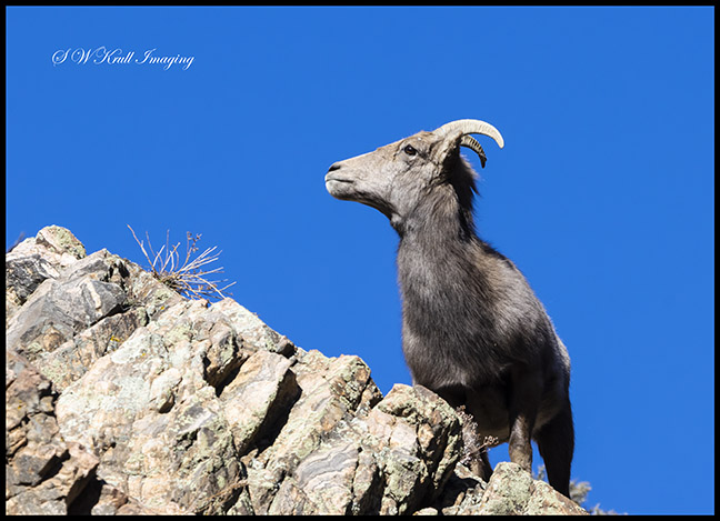 Bighorn Sheep in Waterton Canyon by the South Platte River