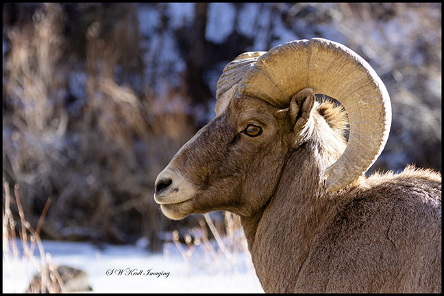 Bighorn Sheep in Waterton Canyon by the South Platte River