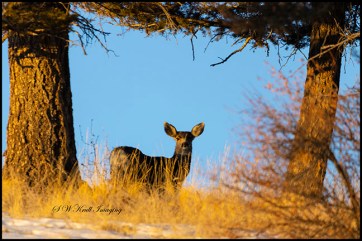 Small herd of mule deer enjoying a beautiful Colorado winter morning