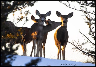 Small herd of mule deer enjoying a beautiful Colorado winter morning