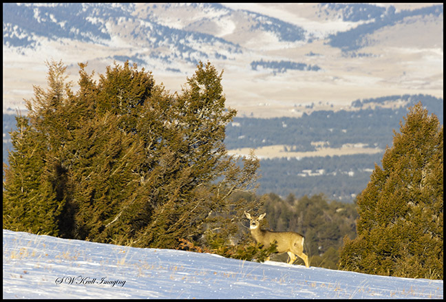 Small herd of mule deer enjoying a beautiful Colorado winter morning