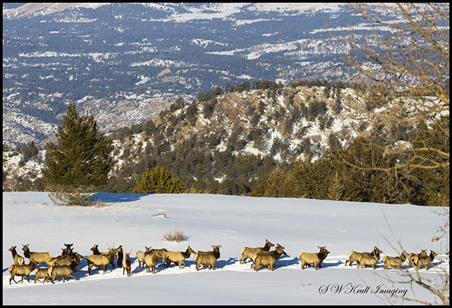 Elk Herd on Snowy Mountain