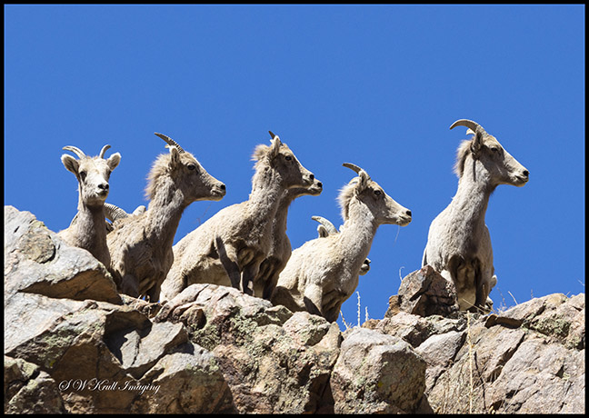 Bighorn Sheep in Waterton Canyon by the South Platte River