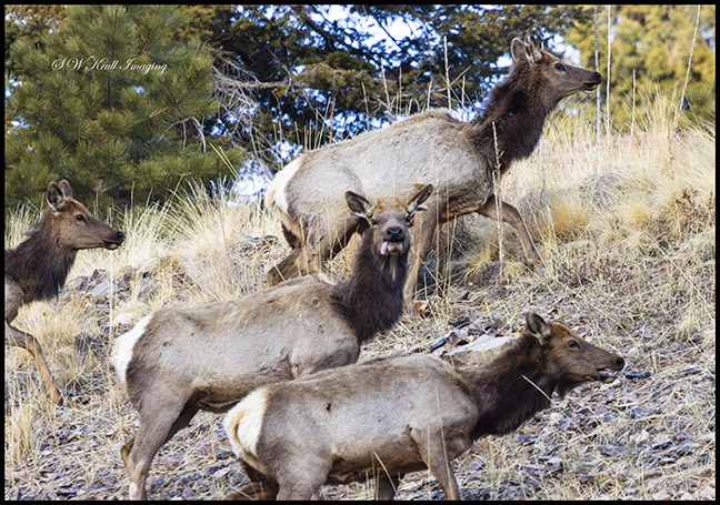 Elk Herd on the Mountain