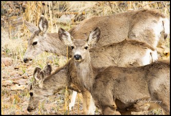 Deer on the Mountain
