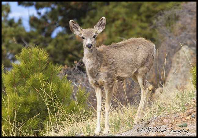 Deer on the Mountain