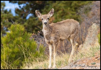 Deer on the Mountain