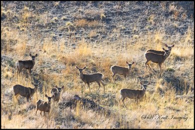 Distant Herd of Mule Deer
