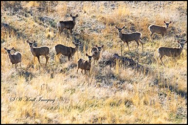 Distant Herd of Mule Deer