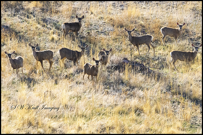 Distant Herd of Mule Deer