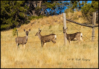 Sunrise Mule Deer Bucks