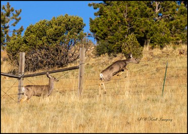 Mule deer bucks in the early morning sun