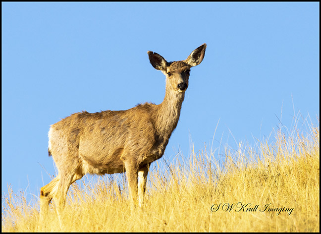 Sunrise Mule Deer Bucks