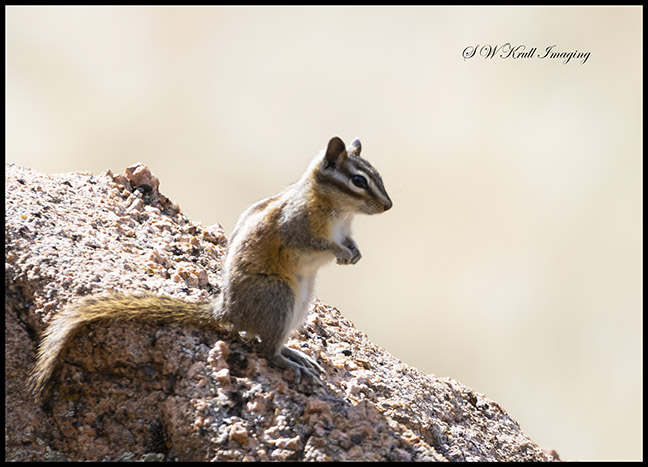 Chipmunk on a Rock