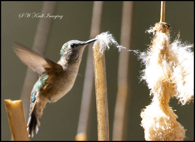 Hummingbird in the Reeds by #swkrullimaging