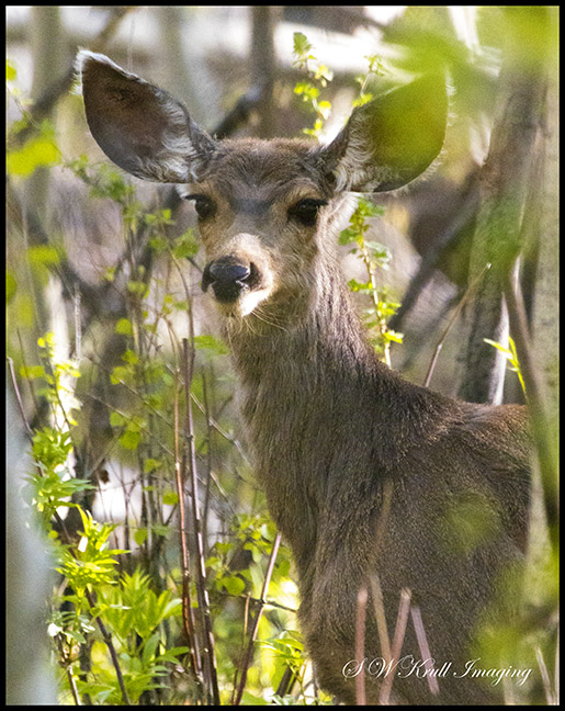 Mule Deer in the Woods