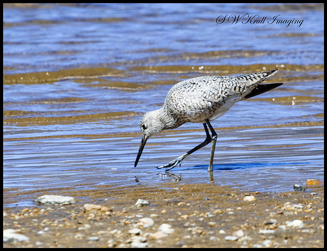 Stilted Sandpiper on Twin Lakes