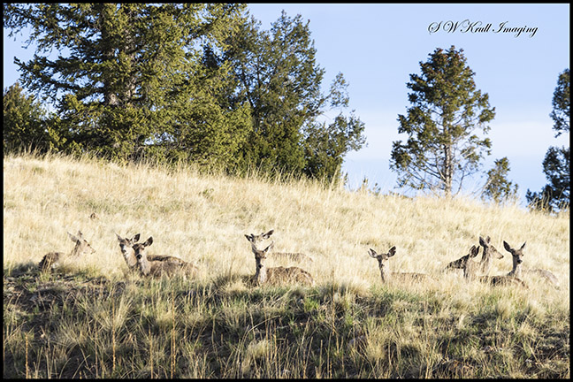 Sleepy Deer Herd