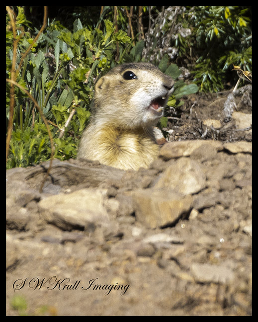 Prairie Dog