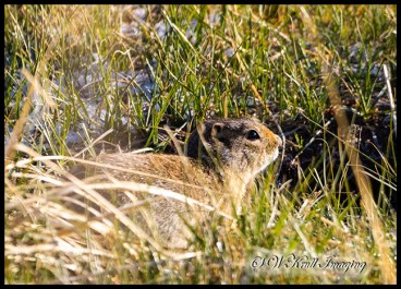 Baby Prairie Dog