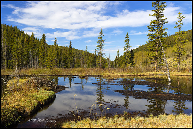 Beaver Ponds on the Anne-Marie Trail