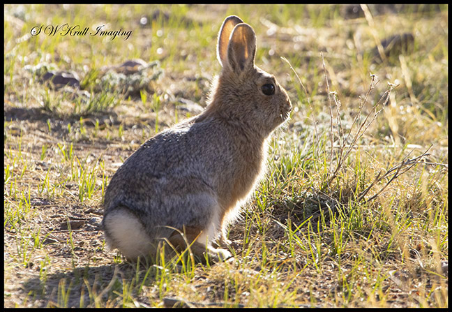 Bunny Rabbit