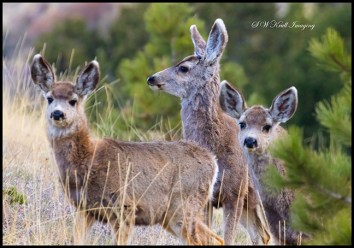 Cute Mule Deer Herd