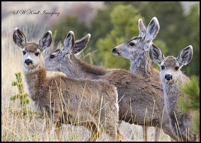 Cute Mule Deer Herd