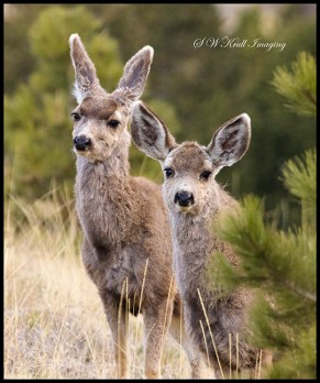 Cute Mule Deer Herd