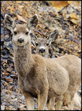 Pair of cute mule deer