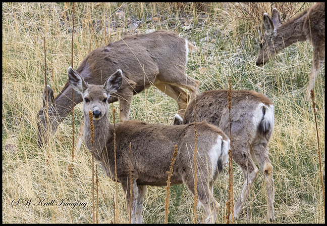 Herd of Mule Deer