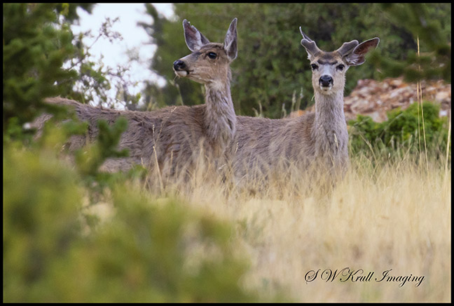 Morning Mule Deer