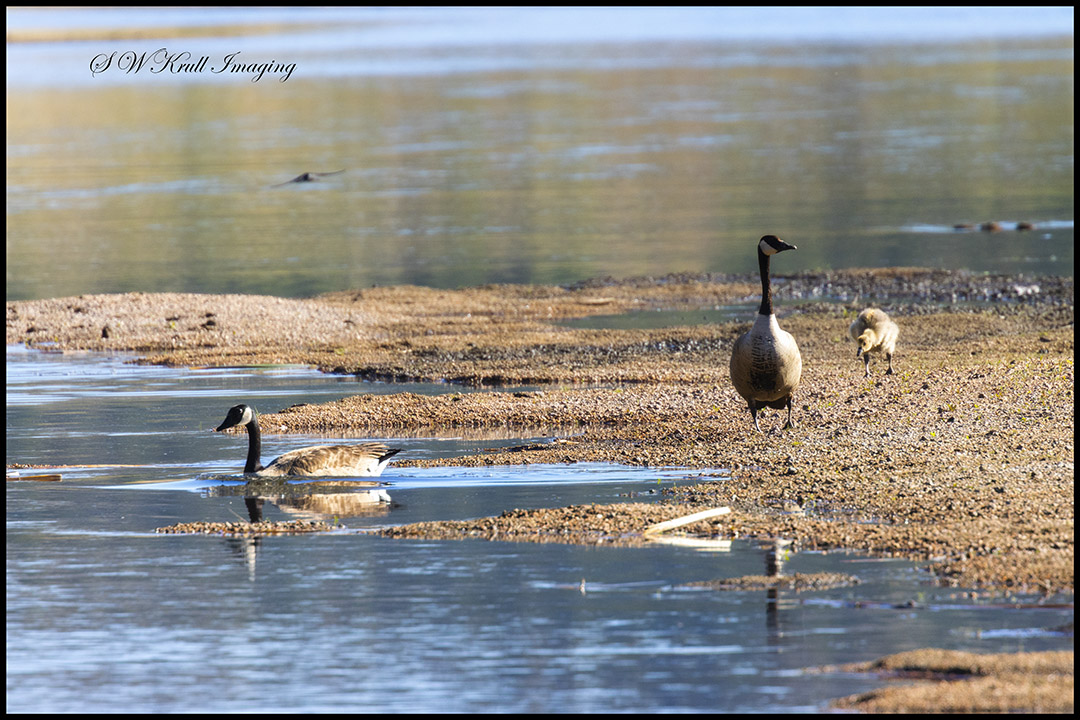 Canada Geese and Goslings