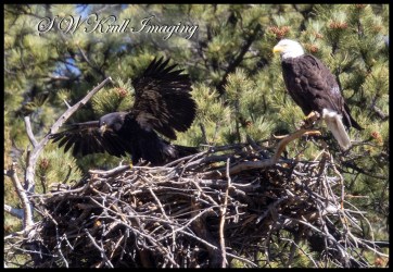 Mother Bald Eagle with Her Eaglet