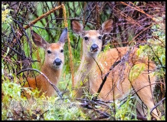 Pair of Mule Deer