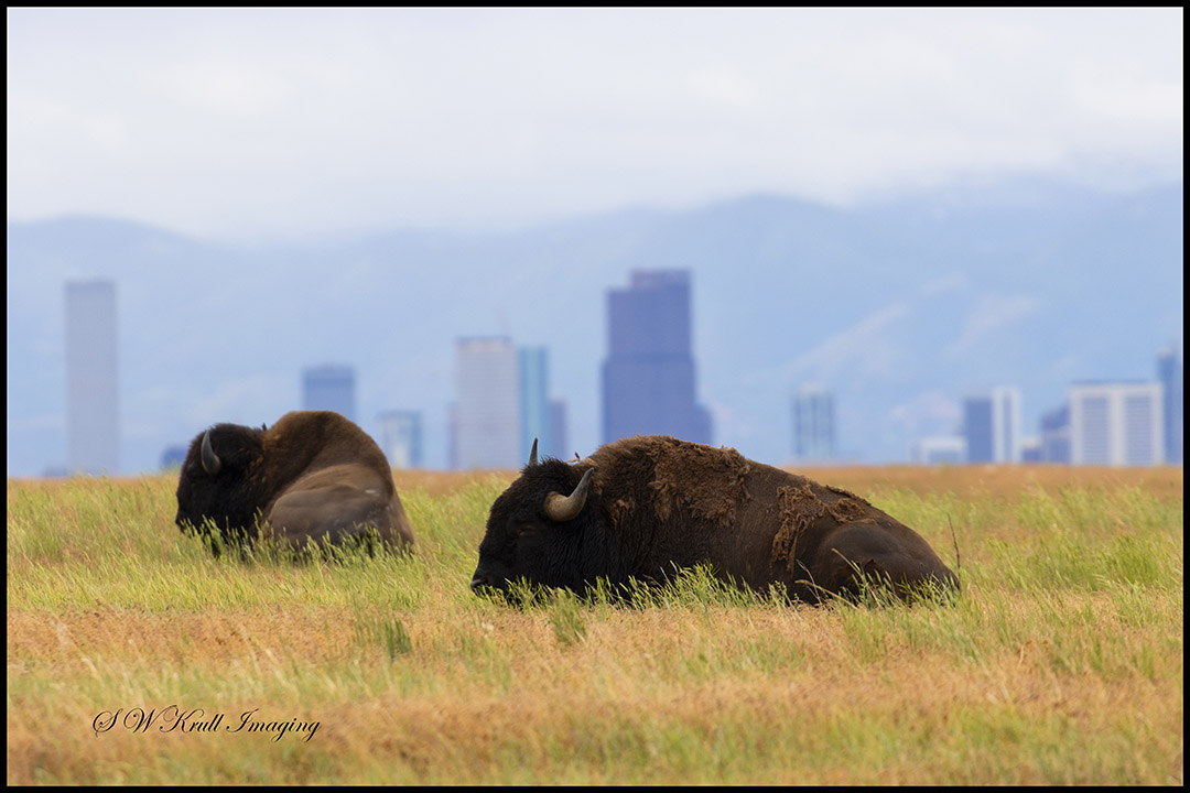 American Bison and Denver Skyline