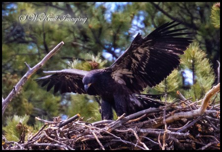 Eaglet on the Nest
